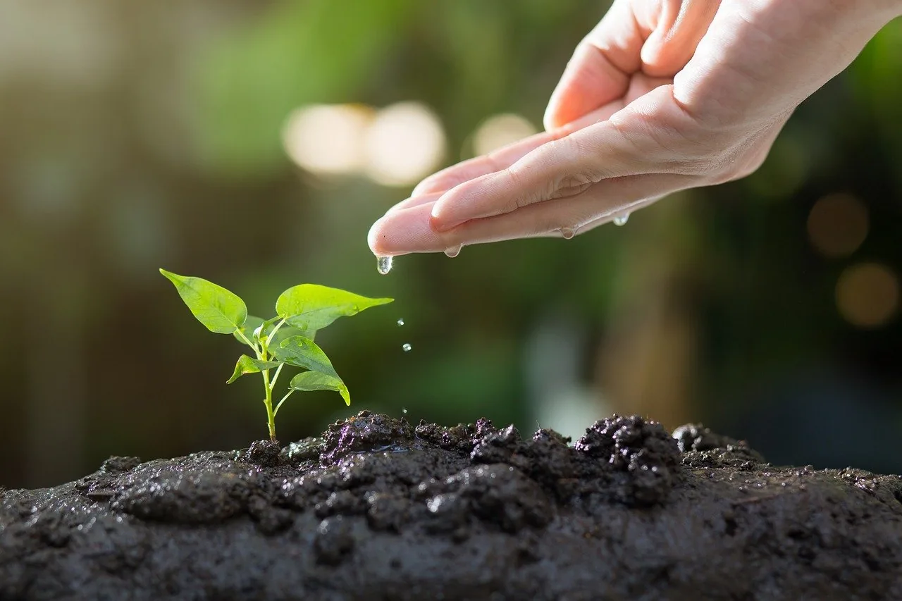 soil, plants, grow-8080788.jpg